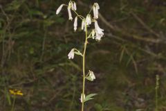 White Rattlesnakeroot, Nabalus albus White Rattlesnakeroot, Nabalus albus