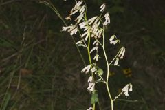 White Rattlesnakeroot, Nabalus albus White Rattlesnakeroot, Nabalus albus