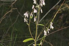 White Rattlesnakeroot, Nabalus albus