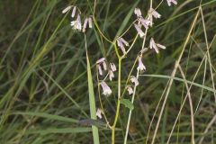 White Rattlesnakeroot, Nabalus albus White Rattlesnakeroot, Nabalus albus