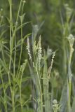 White Sweetclover, Melilotus albus