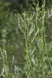 White Sweetclover, Melilotus albus