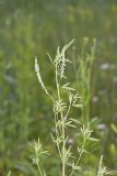 White Sweetclover, Melilotus albus