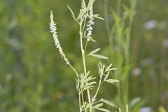 White Sweetclover
