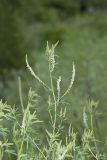 White Sweetclover, Melilotus albus