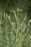 White Sweetclover, Melilotus albus