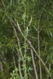 White Sweetclover, Melilotus albus