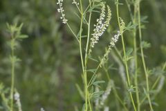 White Sweetclover, Melilotus albus