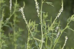 White Sweetclover, Melilotus albus