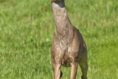 White-tailed Deer, Odocoileus virginianus