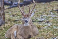 White-tailed Deer, Odocoileus virginianus
