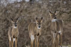 White-tailed Deer, Odocoileus virginianus