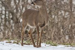 White-tailed Deer, Odocoileus virginianus