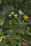 White thoroughwort, Eupatorium album