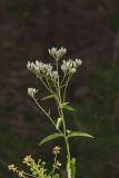 White thoroughwort, Eupatorium album