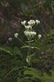 White thoroughwort, Eupatorium album