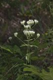 White thoroughwort, Eupatorium album