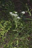 White thoroughwort, Eupatorium album