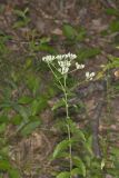 White thoroughwort, Eupatorium album