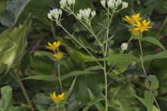 White thoroughwort, Eupatorium album