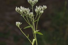 White thoroughwort, Eupatorium album