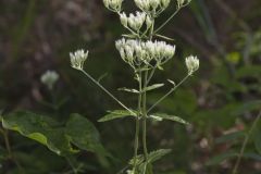 White thoroughwort, Eupatorium album White thoroughwort, Eupatorium album