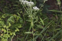 White thoroughwort, Eupatorium album