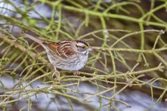 White-throated Sparrow, Zonotrichia albicollis