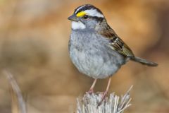White-throated Sparrow, Zonotrichia albicollis