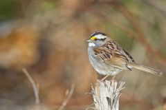 White-throated Sparrow, Zonotrichia albicollis