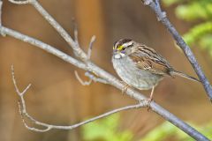 White-throated Sparrow, Zonotrichia albicollis