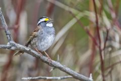 White-throated Sparrow, Zonotrichia albicollis