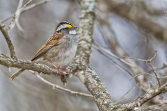 White-throated Sparrow, Zonotrichia albicollis
