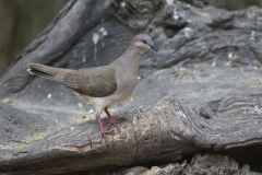 White-tipped Dove, Leptotila verreauxi