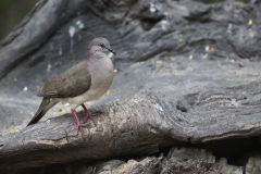 White-tipped Dove, Leptotila verreauxi