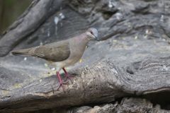White-tipped Dove, Leptotila verreauxi
