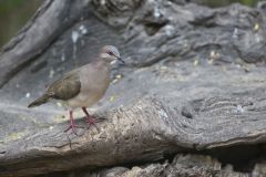 White-tipped Dove, Leptotila verreauxi