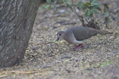 White-tipped Dove, Leptotila verreauxi