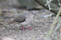 White-tipped Dove, Leptotila verreauxi
