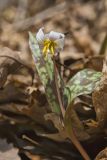 White Trout Lily, Erythronium albidum