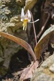 White Trout Lily, Erythronium albidum