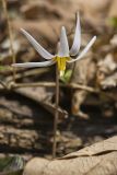 White Trout Lily, Erythronium albidum