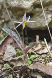White Trout Lily, Erythronium albidum