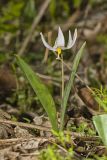 White Trout Lily, Erythronium albidum