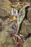 White Trout Lily, Erythronium albidum
