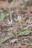 White Trout Lily, Erythronium albidum