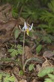 White Trout Lily, Erythronium albidum