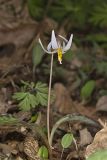 White Trout Lily, Erythronium albidum