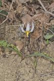 White Trout Lily, Erythronium albidum
