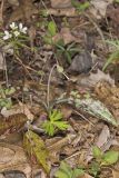 White Trout Lily, Erythronium albidum